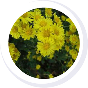 CHAMOMILE