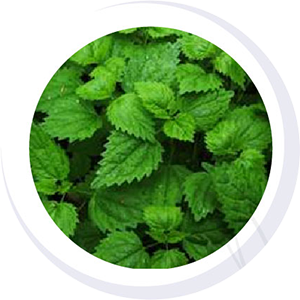NETTLE