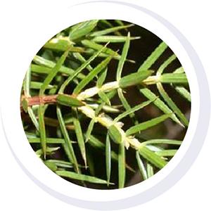 PINE