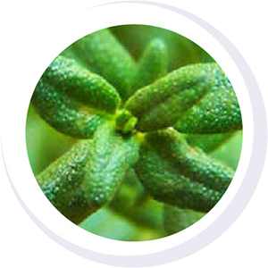 THYME